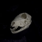 Deformed Piglet Skull