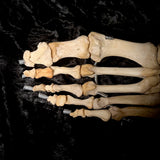 Articulated right foot