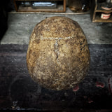 Human skull
