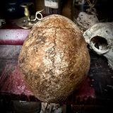 Human skull