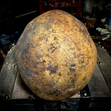 Human skull
