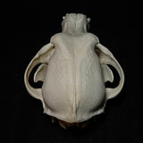 Item 11. Dog skull