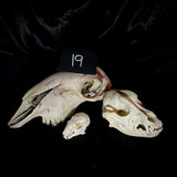 Item 19. Animal skull lot