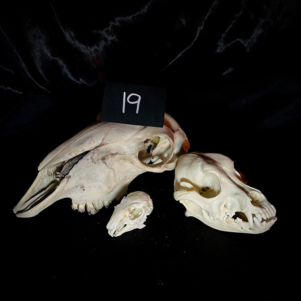Item 19. Animal skull lot