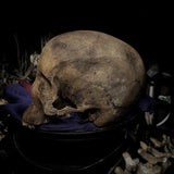 Human skull