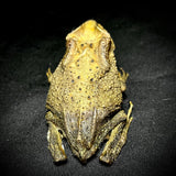 Item 13. Taxidermy toad