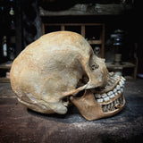 Human skull