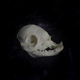 Deformed piglet Skull