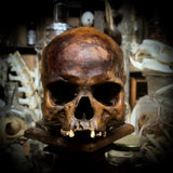 Human skull *COMPETITION*