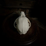 Dog Skull (with prominent overbite)