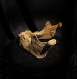A mandible