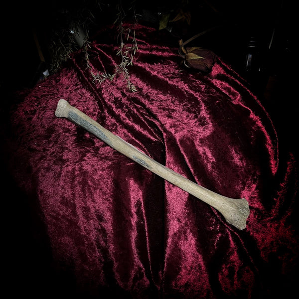 Human radius bone
