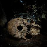 Human skull