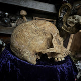 Human skull