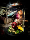 Taxidermy sunbird