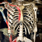 Medical skeleton