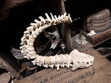 Articulated human spine