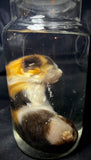Item 6. Wet kitten