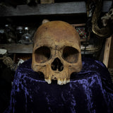 Human skull