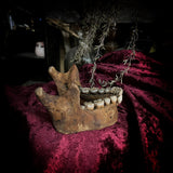 A mandible