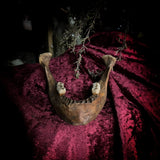 A mandible