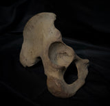 Human hip bone