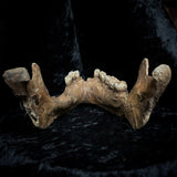 A mandible