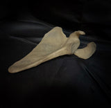Human scapula (shoulder blade)