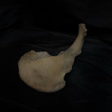 Human hip bone