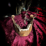 A mandible