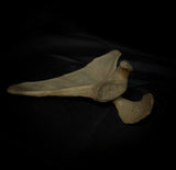 Human scapula (shoulder blade)