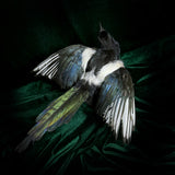 Taxidermy Magpie