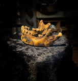 A mandible