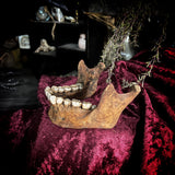 A mandible