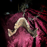 A mandible