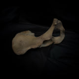 Human hip bone