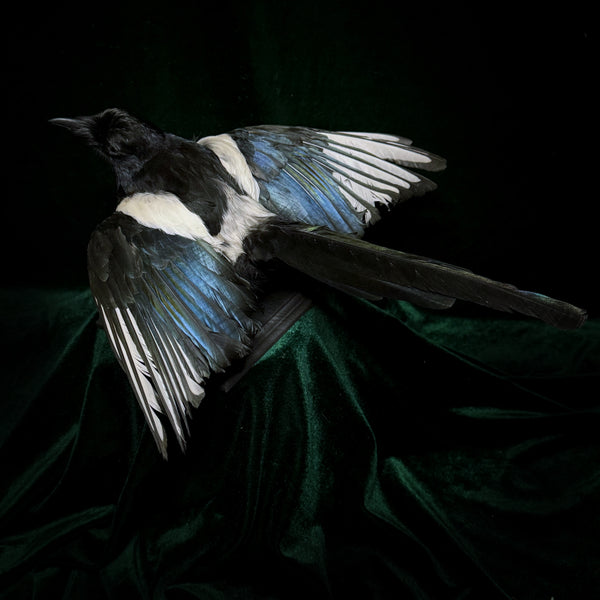 Taxidermy Magpie