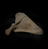 Human scapula (shoulder blade)