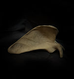 Human scapula (shoulder blade)