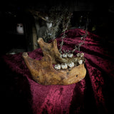 A mandible