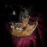 A mandible