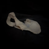 Human hip bone