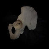 Human hip bone