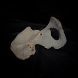 Human hip bone