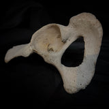 Human hip bone