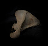 Human scapula (shoulder blade)