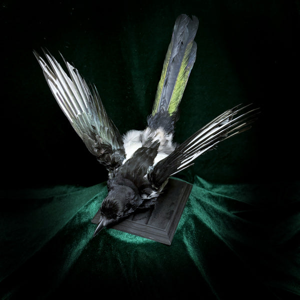 Taxidermy Magpie