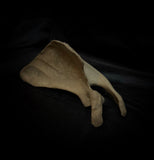 Human scapula (shoulder blade)