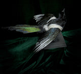 Taxidermy Magpie