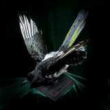 Taxidermy Magpie